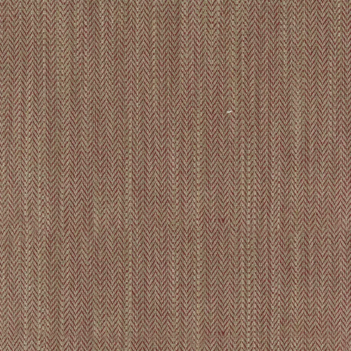 Zapala | Elderberry